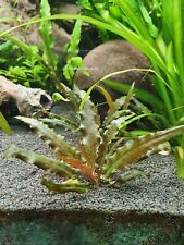 Ableger cryptocoryne wendtii gebraucht kaufen  Viernheim