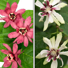 Hardy calycanthus shrub for sale  IPSWICH