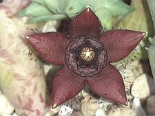 Orbea semota v. orientalis Typ466/1 não Huernia, Duvalia, Stapelia, Caralluma, usado comprar usado  Enviando para Brazil