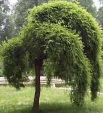 Semi sophora japonica usato  San Biagio di Callalta