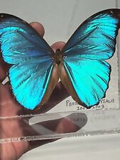 Vintage authentic butterfly for sale  Brookings
