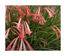 5x Cyrtanthus Epiphyticus Giardino Camera Piante - Seme B1092 for sale  Shipping to South Africa