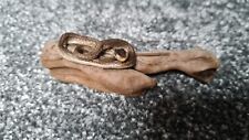Taxidermy small snake for sale  DARLINGTON