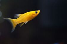 Poecilia shpenops longfin for sale  LONDON