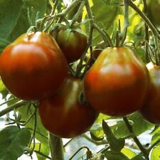 Black truffle tomato for sale  Bothell