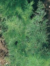 Herb dill anethum for sale  WREXHAM