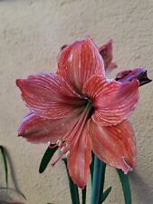 Hippeastrum Exotica Hybrid - 1 Bulb About 2cm in Diameter Offset for sale  Shipping to South Africa