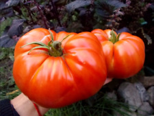 Tomatensamen brutus samenfest gebraucht kaufen  Parey