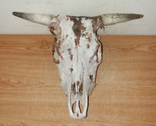 Real bull skull for sale  Keokuk