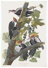Audubon pileated woodpecker for sale  Jacksonville