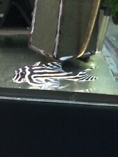 Zebra pleco l046 for sale  ROMFORD