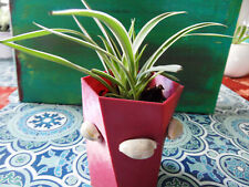 Spider plant live for sale  Antioch