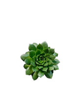 Succulent sempervivum tectorum for sale  Chula Vista