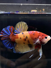 Giant live betta for sale  Bakersfield