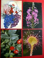 Blumen postkarten sonnentau gebraucht kaufen  Erfurt