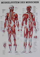 Rüdiger anatomie lehrtafel gebraucht kaufen  Trossingen