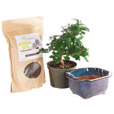 Fukien tea bonsai for sale  Olive Branch