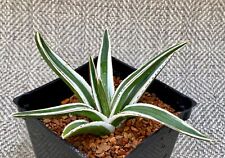 agave used for sale for sale  USA
