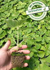 Blauglockenbaum paulownia supe gebraucht kaufen  Perlesreut