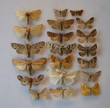 Moths lepidoptera insects for sale  CHORLEY