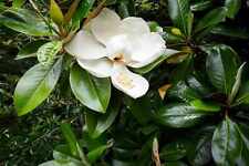 Magnolia grandiflora magnolia usato  Napoli