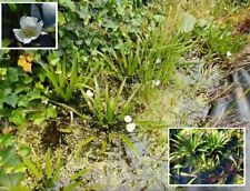 Pflanzen algen teichaloen gebraucht kaufen  Kaiserslautern