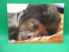 Zoo frankfurt gorilla gebraucht kaufen  Bad Zwischenahn