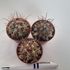 Ferocactus Rectispinus x Peninsulae  for sale  Shipping to South Africa