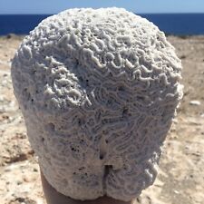 Natural coral brain for sale  Jacksonville