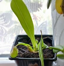 Nepenthes plant for sale  RAMSGATE