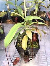 Nepenthes ventricosa sibuyanen for sale  SELBY