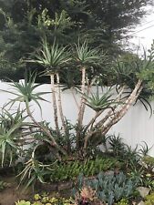 Aloe arborescens tree for sale  Whittier