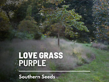 Love grass purple for sale  Wesley Chapel