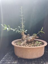 Pre bonsai olivastro usato  Modica
