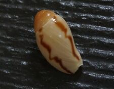 seashell Melo broderipii 29.3 mm F+++/GEM  tiny size nice pattern collection , used for sale  Shipping to South Africa