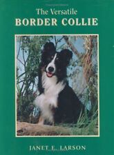 Versatile border collie for sale  Orem