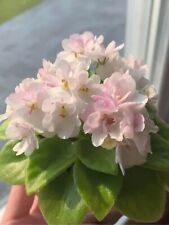 African violet apple for sale  Cedar Park