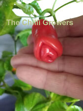 Peter pepper chilli for sale  BRIERLEY HILL