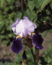 Iris germanica braithwaite for sale  CRANBROOK