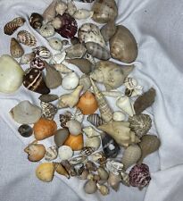 Sea shell collection for sale  Duluth
