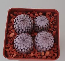 Used, Mammillaria sanchez-mejoradae 4 pcs/6637/ D22-20mm,own root for sale  Shipping to South Africa