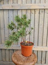 scots pine for sale  FAREHAM