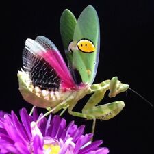 Jewelled flower mantis for sale  ST. AUSTELL