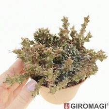 Euphorbia lenewtonii crested usato  Cortona
