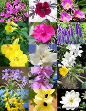 Spring flowering plants for sale  Miami