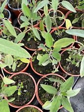 Herbs 9cm potted for sale  GAINSBOROUGH