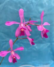 Encyclia jenischiana orchid for sale  San Francisco