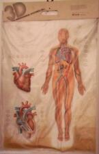 Modelo de placa de anatomia anatômica 3D corpo sistema humano cardiovascular novo rico comprar usado  Enviando para Brazil