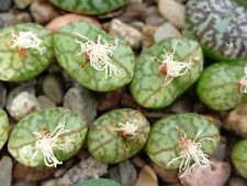 Conophytum obcordellum ssp. usato  Italia