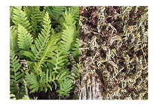 Resurrection fern polypodium for sale  Leesburg